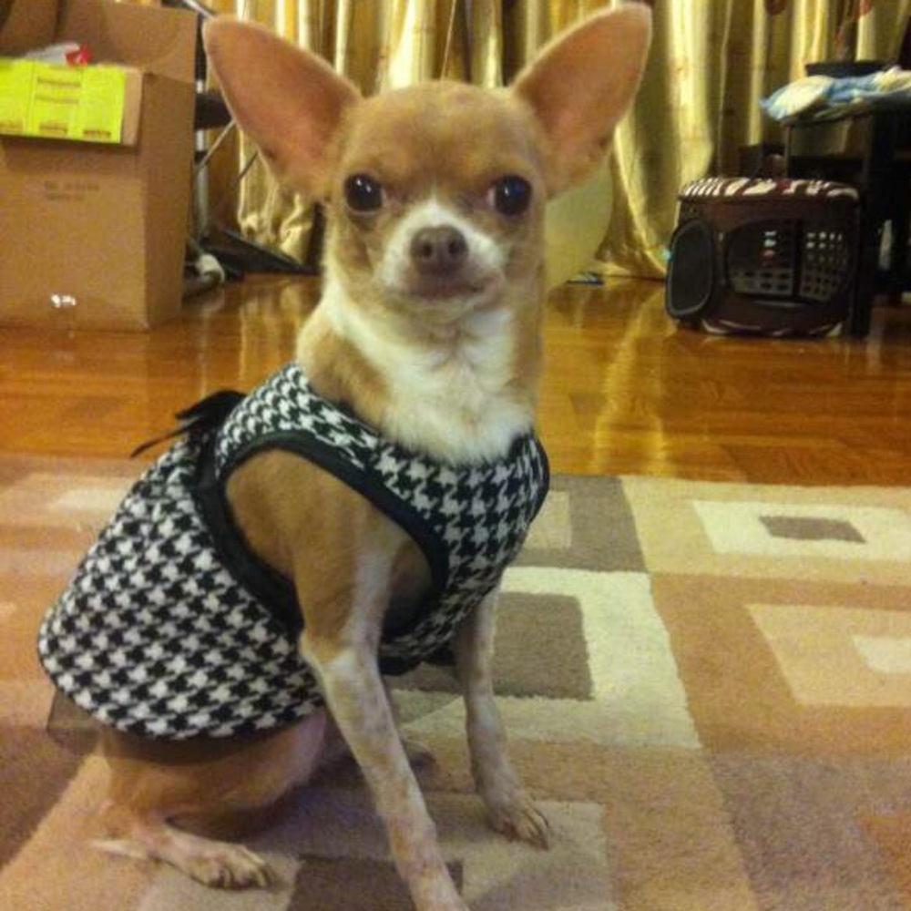 Meet my fur babies 🐶💕